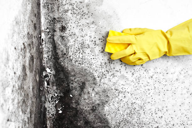 Best Same-Day Mold Removal  in Logan, WV
