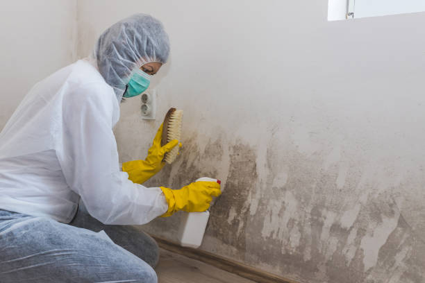 Best Best Mold Removal Companies  in Logan, WV