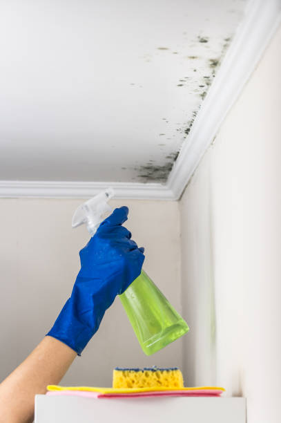Trusted Logan, WV Mold Removal Experts